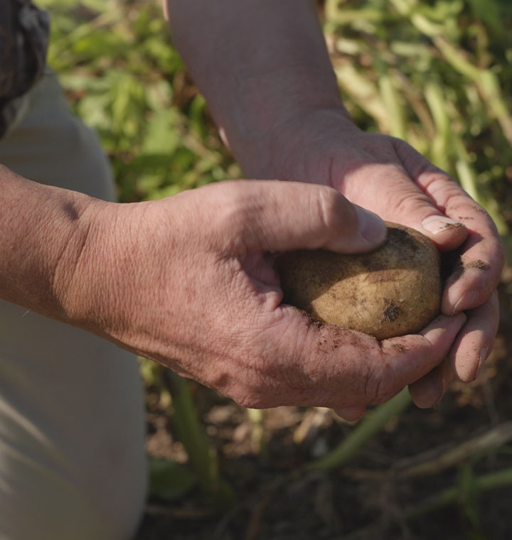 Hands holding a potato