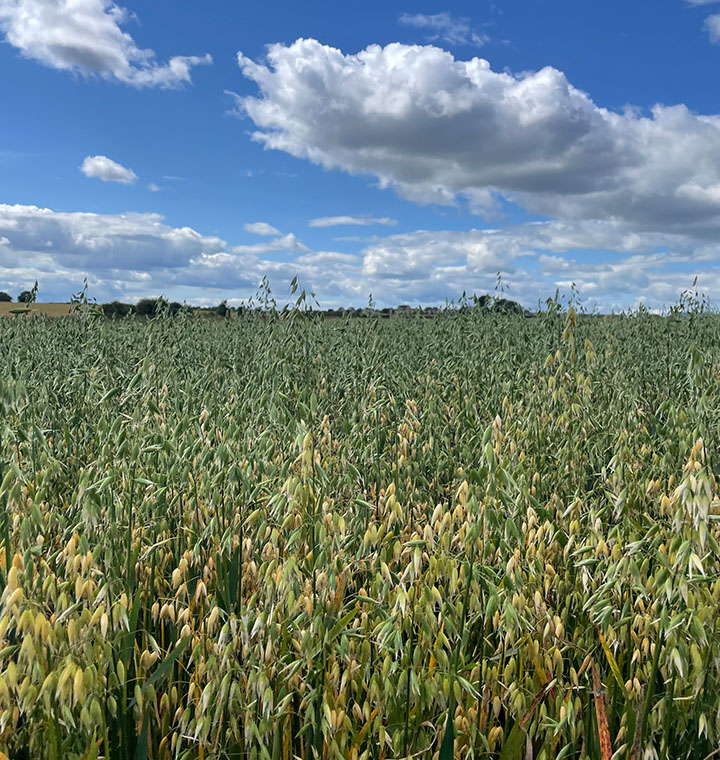 Open field of wheat