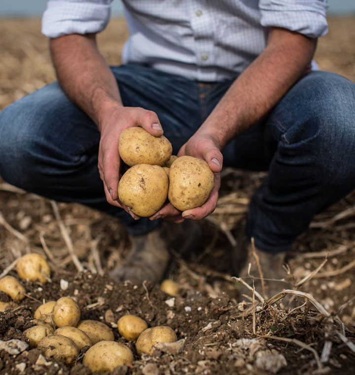 Hands holding three potatoes