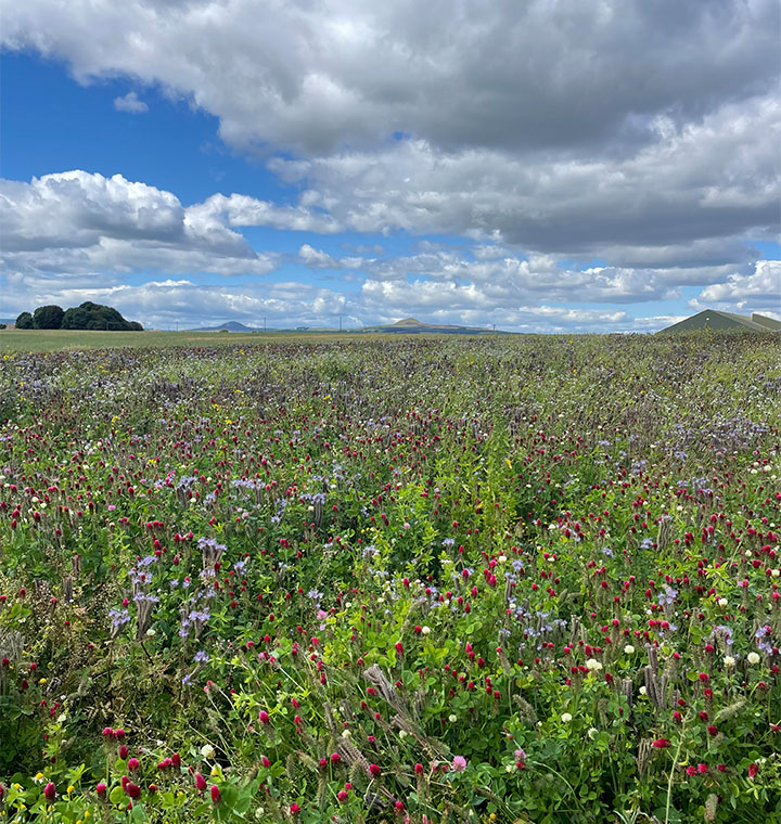 Open field of flowers